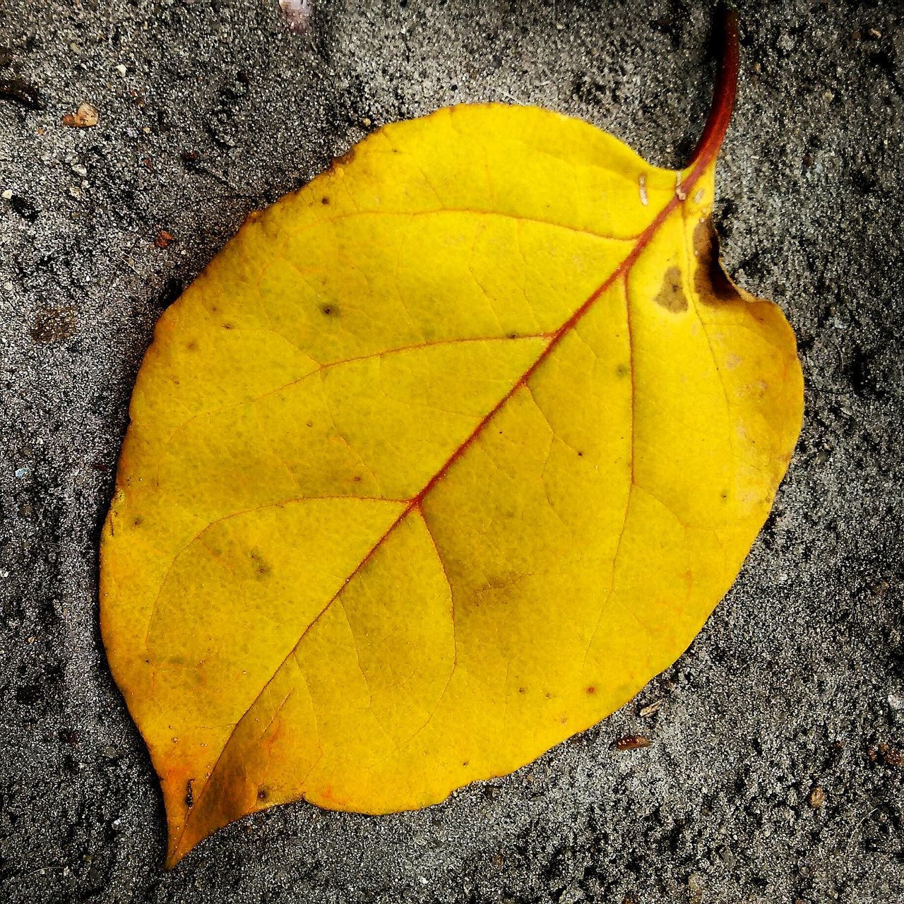 yellow, high angle view, street, asphalt, close-up, textured, road, autumn, pattern, natural pattern, directly above, outdoors, day, full frame, leaf, wet, no people, transportation, nature, backgrounds