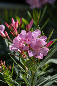 Close-up of pink flowering plant