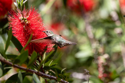 Anna's hummingbird on red flowering gum tree