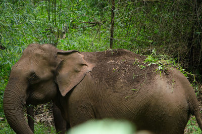 View of elephant in forest
