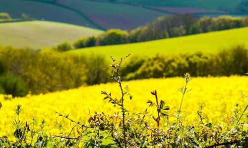 Scenic view of oilseed rape field against sky