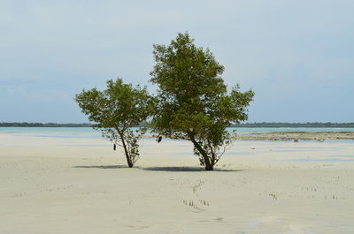 Trees on beach against sky