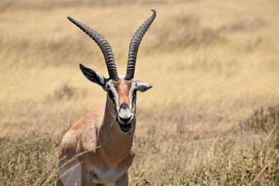 Close-up of thomson gazelle on field in tanzania