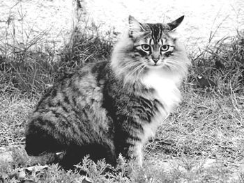 Portrait of cat lying on grass