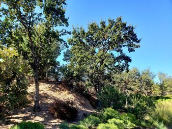 Trees in forest against sky