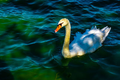 Swans swimming in lake