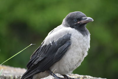 Close-up of bird perching