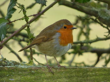 Close-up of bird perching on branch