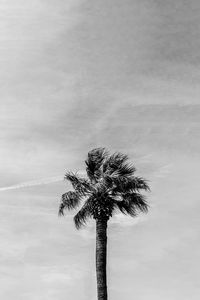 Low angle view of coconut palm tree against sky