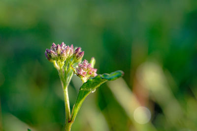 Close-up of purple flowering plant