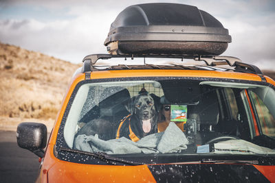 A dog is sitting inside a car in a desert of california