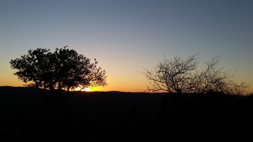 Silhouette tree against clear sky during sunset