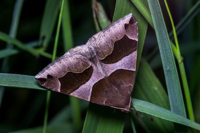 Close-up of insect on plant