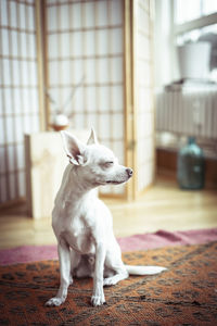 Sweet white tiny dog standing in window light looking out