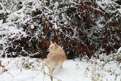 White dog navigating through snowy ground