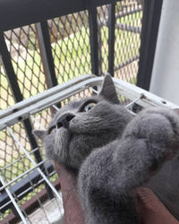 Close-up of cat looking away