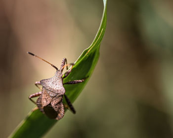 Close-up of insect on plant