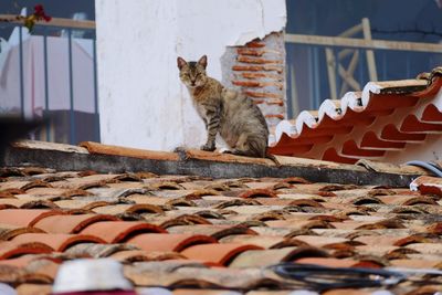 Portrait of cat on house roof