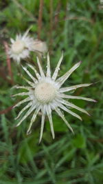 Close-up of white dandelion