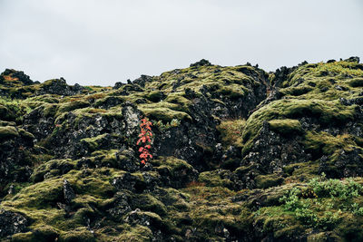 Plants growing on rocks against sky