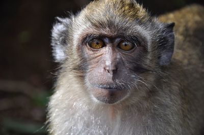 Portrait of a monkey