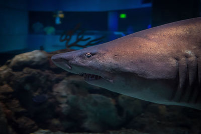 Close-up of shark swimming in tank at aquarium