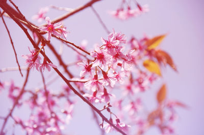 Close-up of pink cherry blossoms