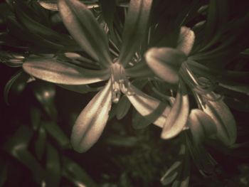 Close-up of white flowers