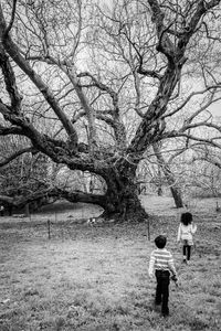 Bare trees on grassy field