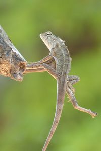 Close-up of lizard on branch