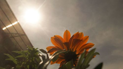 Low angle view of orange flowers blooming against sky