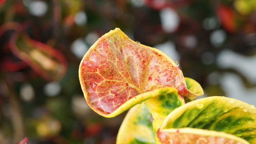 Close-up of strawberry on plant