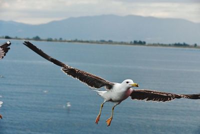 Seagull flying over sea against sky