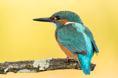 Close-up of bird perching on wood