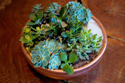 High angle view of potted plant on table