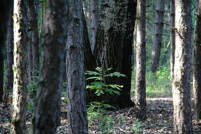 Trees in forest