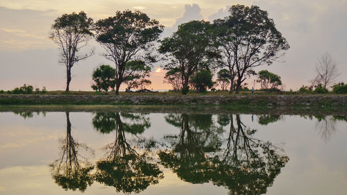 Reflection of trees in lake