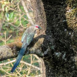 Close-up of bird perching on tree trunk