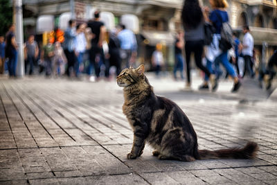 Side view of cat by people walking on footpath