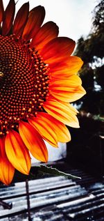 Close-up of orange flower