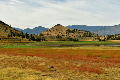 Scenic view of field against sky