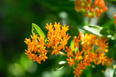 Close-up of orange marigold flowers