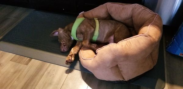 High angle view of person holding dog at home