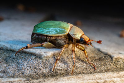 Close-up of green insect