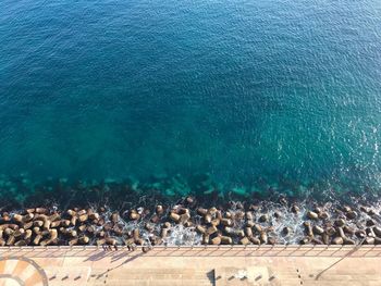 High angle view of turtle swimming in sea