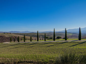 Scenic view of field against clear blue sky