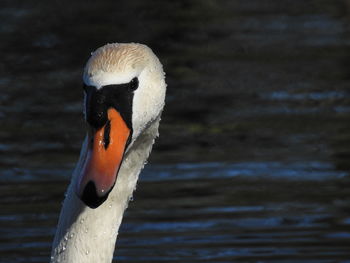 Close-up of swan swimming in lake