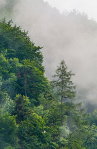 Trees and plants against sky