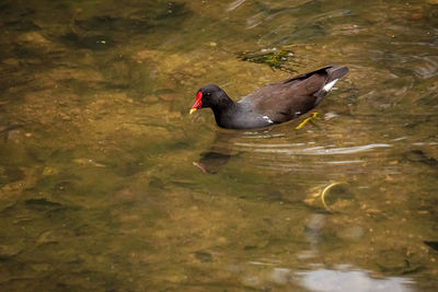 High angle view of duck swimming on lake