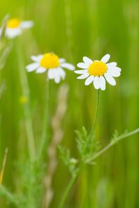 Close-up of white daisy flowers on field